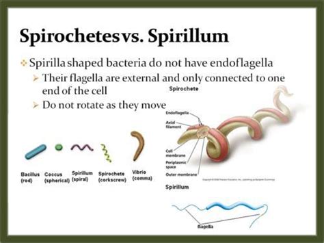 How Do Spirochetes And Spirilla Differ