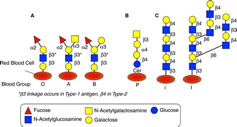 How Does Glycosylation Influence The Specification Of Blood Type