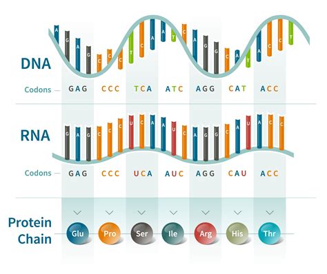 How Many Dna Combinations Are There