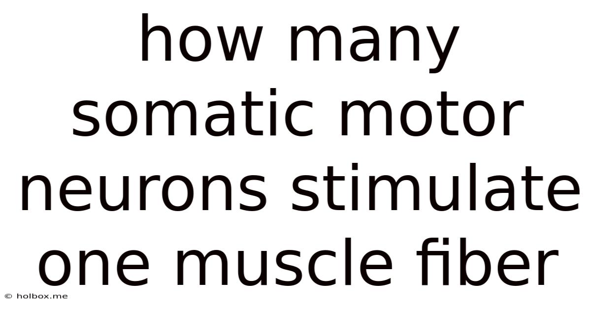 How Many Somatic Motor Neurons Stimulate One Muscle Fiber