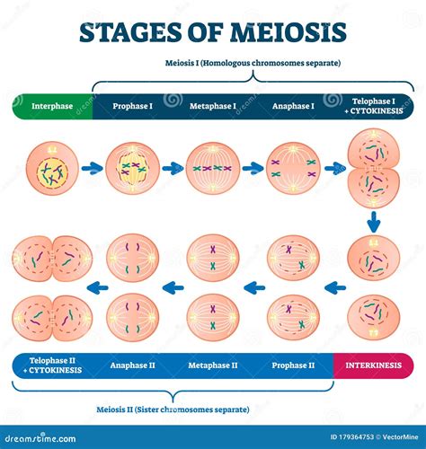 Identify The Stages Of Meiosis On The Diagram