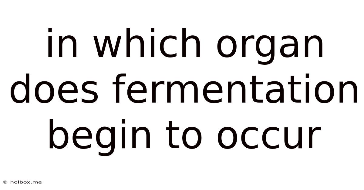 In Which Organ Does Fermentation Begin To Occur