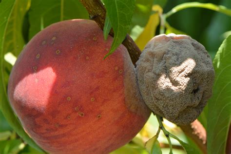 Is A Peach Rotting A Chemical Or Physical Change