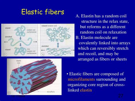 Is Composed Of A Network Of Branching Elastic Fibers.