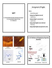 Lab Report 9 Bacterial Flagella And Motility Testing