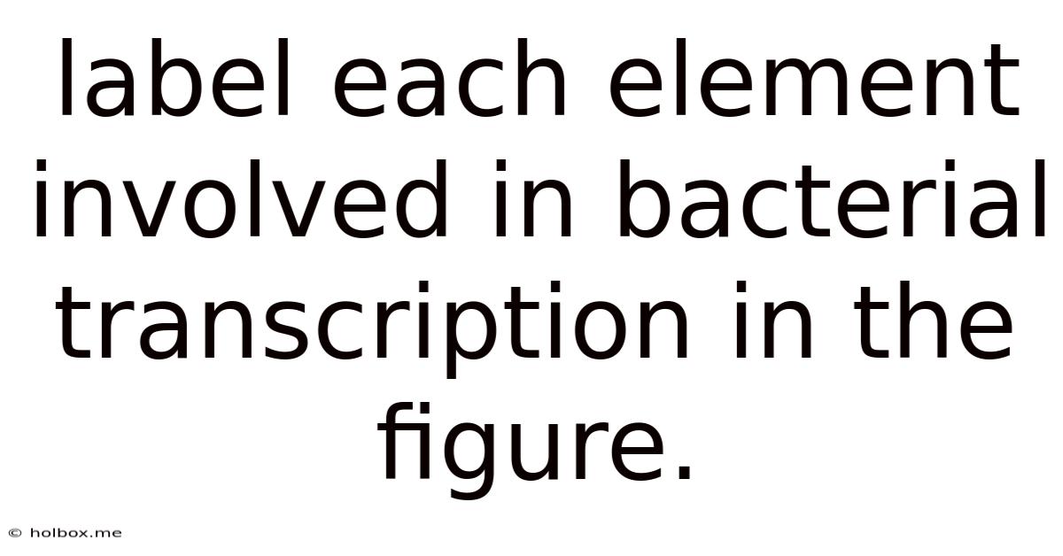 Label Each Element Involved In Bacterial Transcription In The Figure.