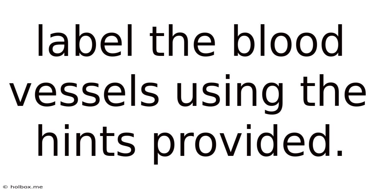 Label The Blood Vessels Using The Hints Provided.