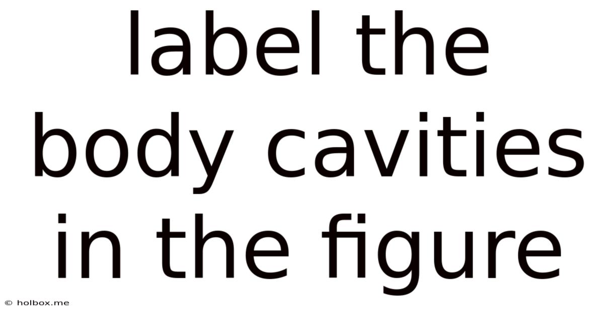 Label The Body Cavities In The Figure
