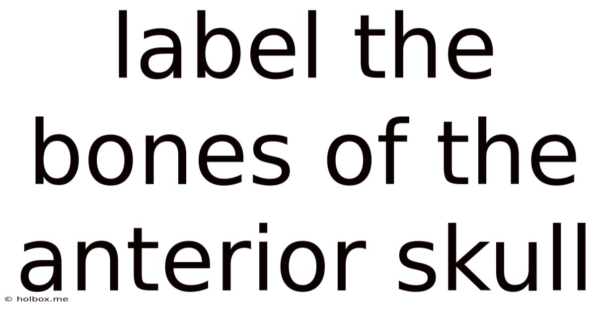Label The Bones Of The Anterior Skull