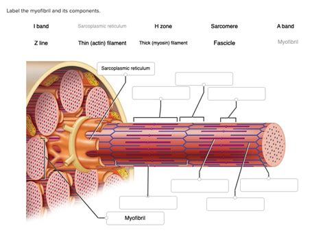 Label The Components Of A Myofibril.