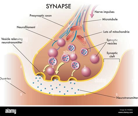 Label The Components Of A Synapse