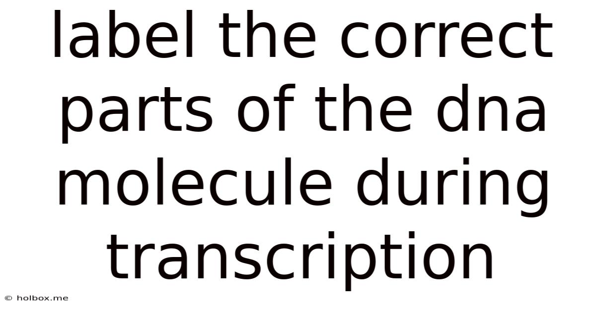 Label The Correct Parts Of The Dna Molecule During Transcription