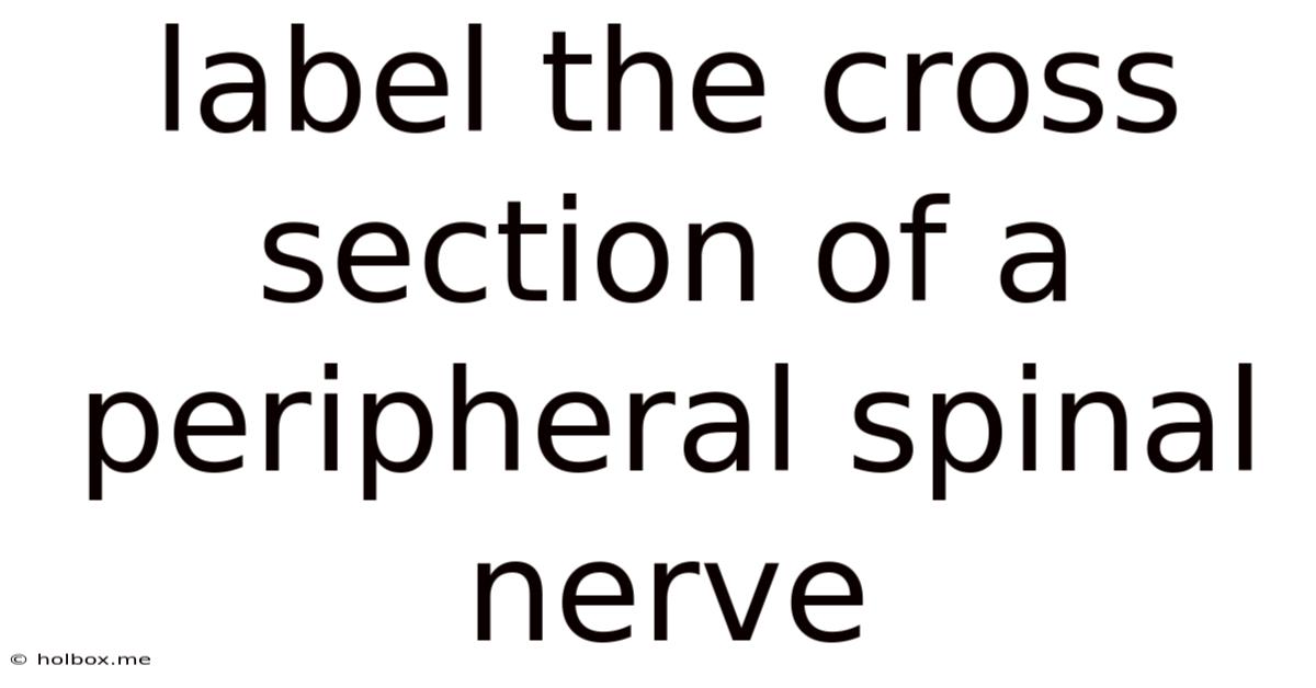 Label The Cross Section Of A Peripheral Spinal Nerve