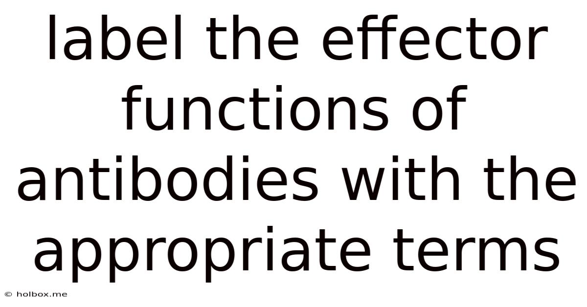 Label The Effector Functions Of Antibodies With The Appropriate Terms