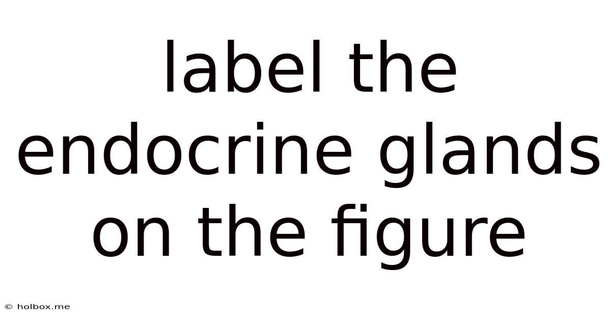 Label The Endocrine Glands On The Figure
