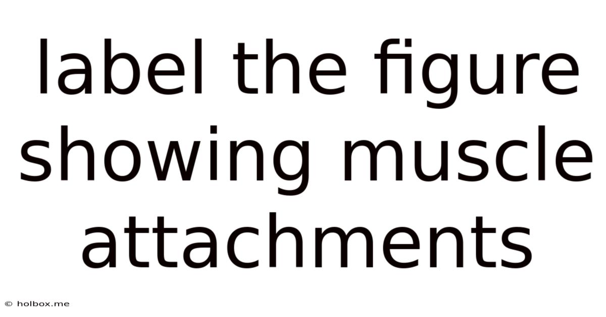 Label The Figure Showing Muscle Attachments