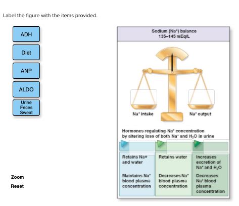 Label The Figure With The Items Provided