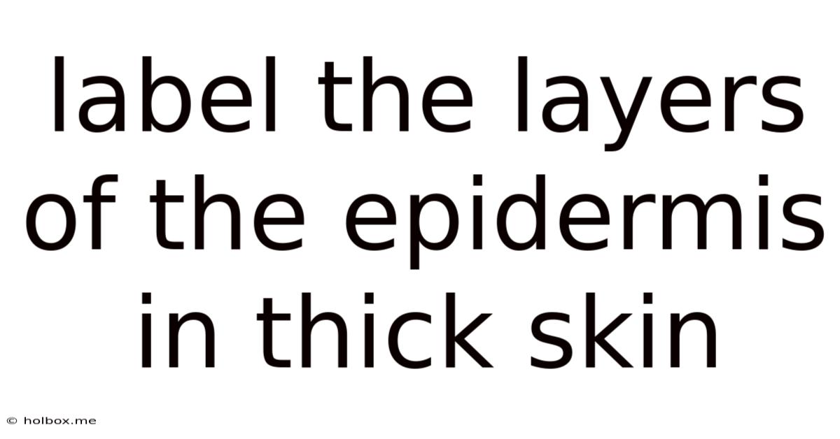 Label The Layers Of The Epidermis In Thick Skin