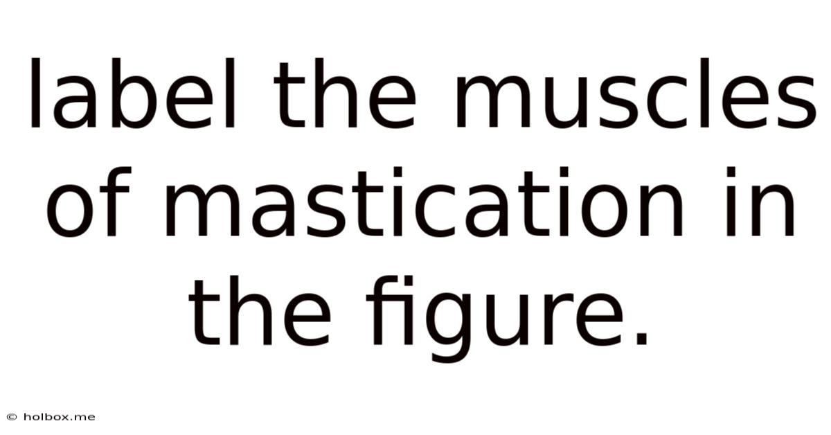 Label The Muscles Of Mastication In The Figure.