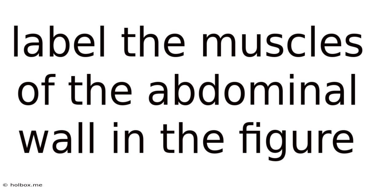 Label The Muscles Of The Abdominal Wall In The Figure