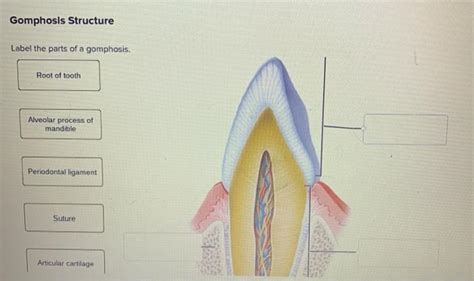 Label The Parts Of A Gomphosis