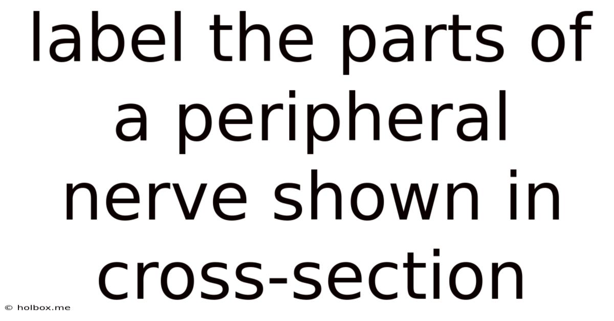 Label The Parts Of A Peripheral Nerve Shown In Cross-section
