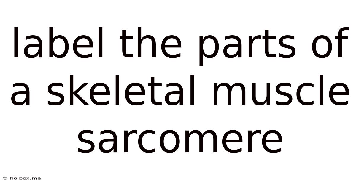 Label The Parts Of A Skeletal Muscle Sarcomere