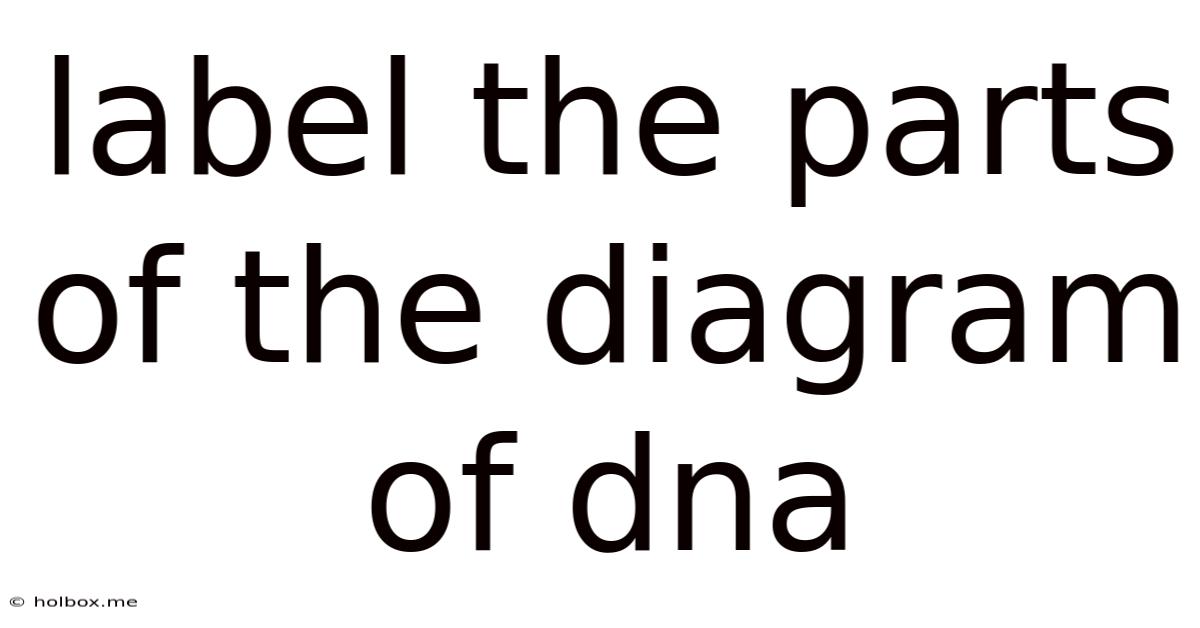 Label The Parts Of The Diagram Of Dna