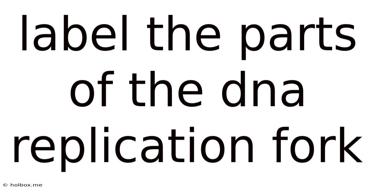 Label The Parts Of The Dna Replication Fork