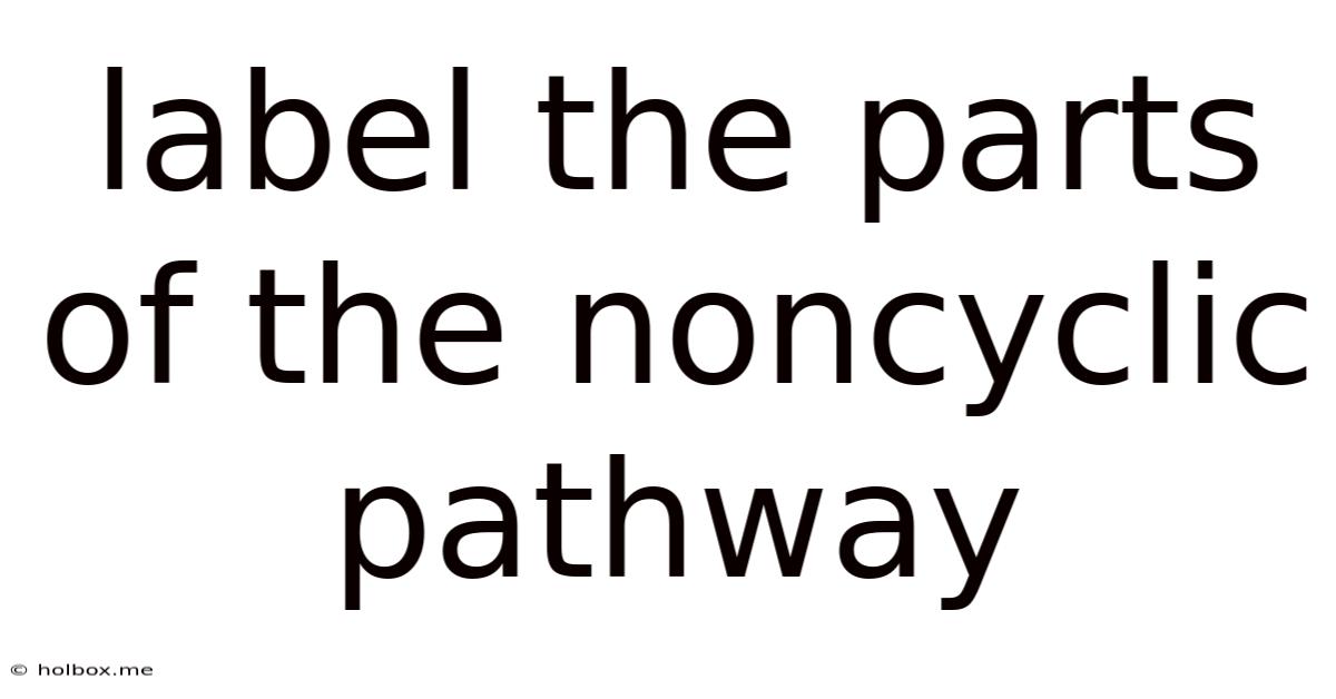 Label The Parts Of The Noncyclic Pathway