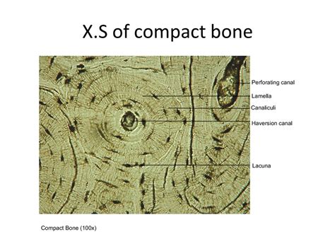 Label The Photomicrograph Of Compact Bone