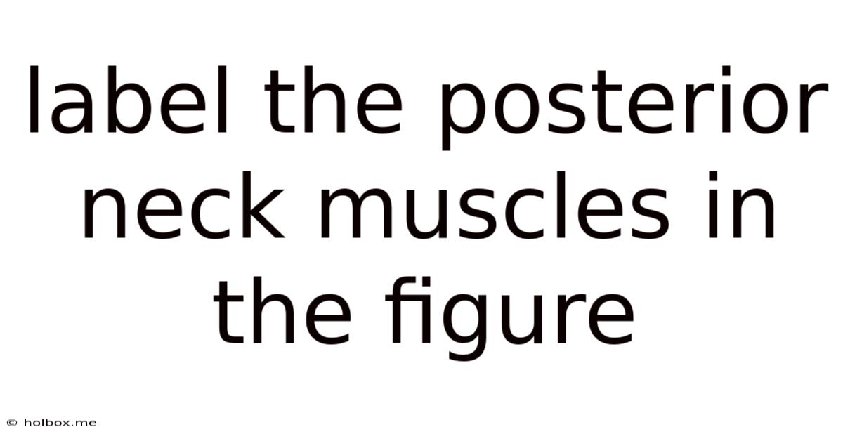 Label The Posterior Neck Muscles In The Figure