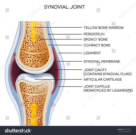 Label The Structures Of The Joint