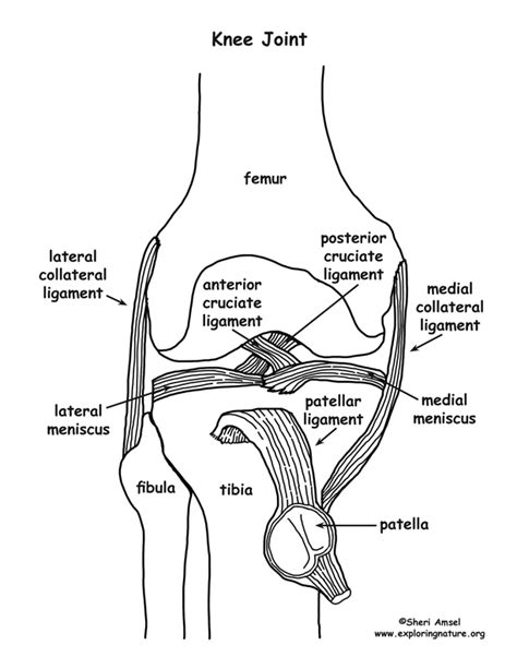 Label The Structures Of The Knee