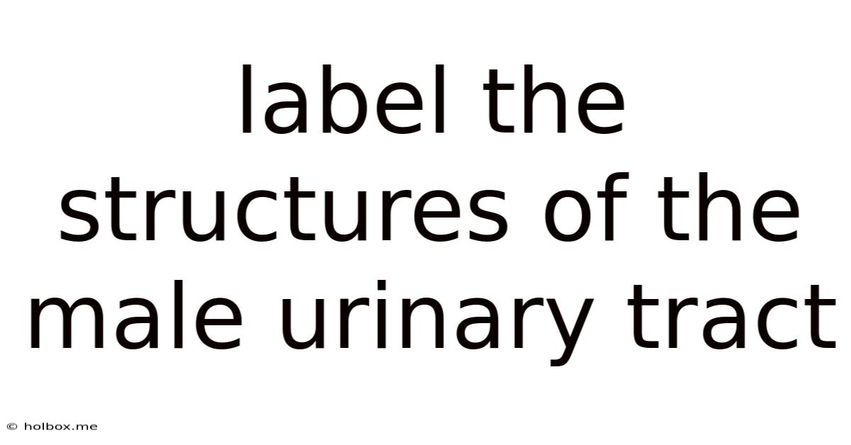 Label The Structures Of The Male Urinary Tract