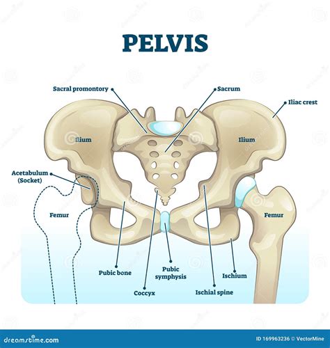 Label The Structures Of The Pelvis