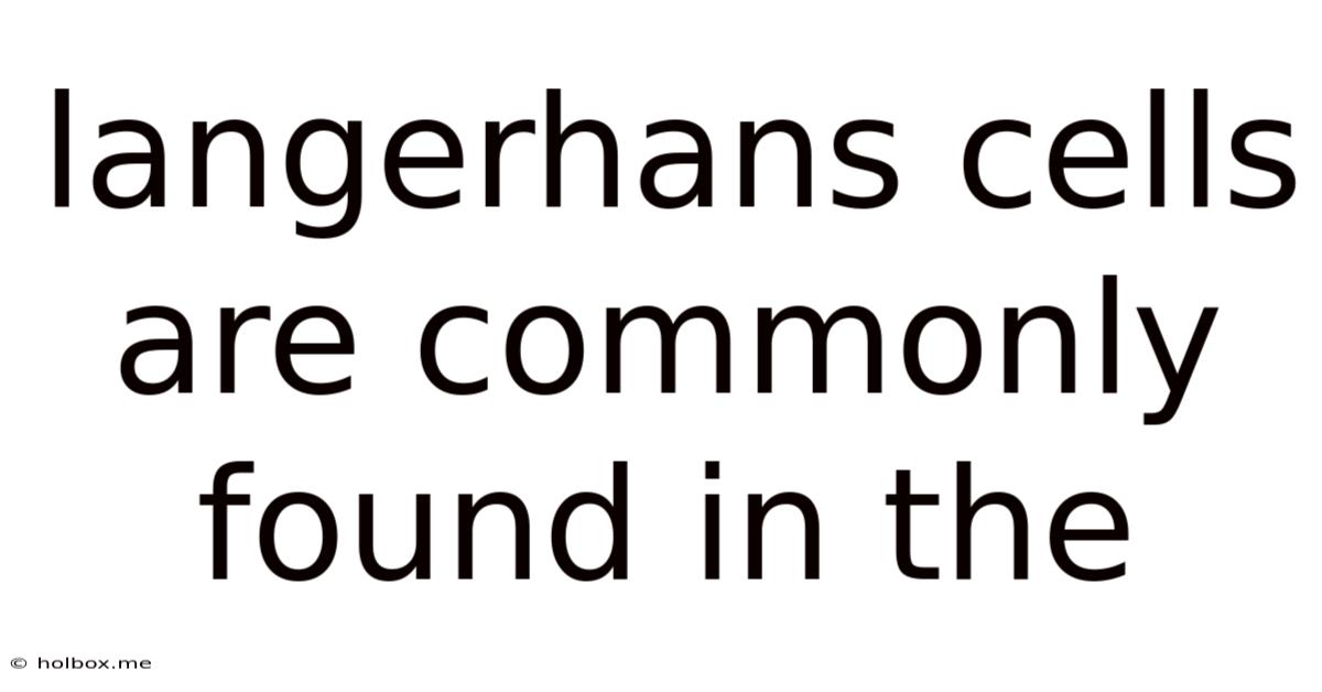Langerhans Cells Are Commonly Found In The