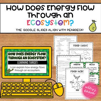 Learning Through Art Energy Flow Through An Ecosystem Answers