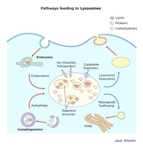 Lysosomes Are Membrane-bound Vesicles That Arise From The