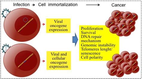 Mammalian Viruses Capable Of Starting Tumors Are