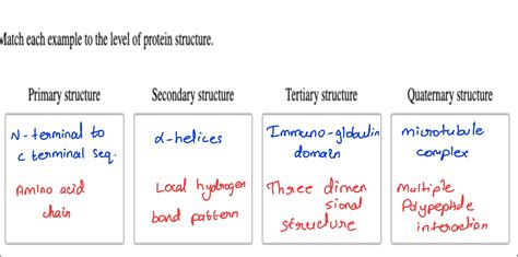 Match Each Definition To The Level Of Protein Structure