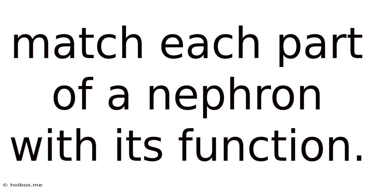 Match Each Part Of A Nephron With Its Function.