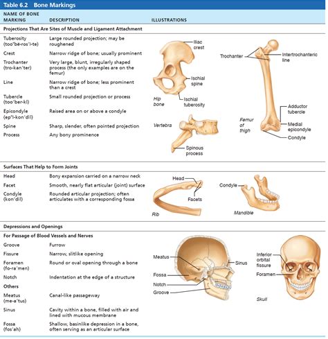 Match Each Type Of Bone Marking With Its Definition