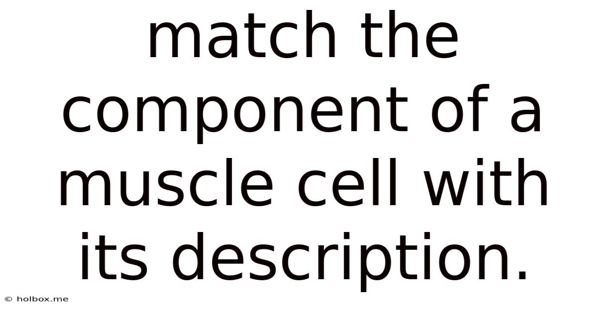 Match The Component Of A Muscle Cell With Its Description.