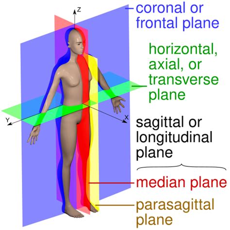 Name The Vertebral Projection Oriented In A Sagittal Plane.