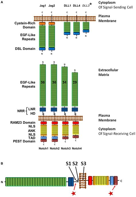 Notch Is A Receptor Protein Displayed On The Surface