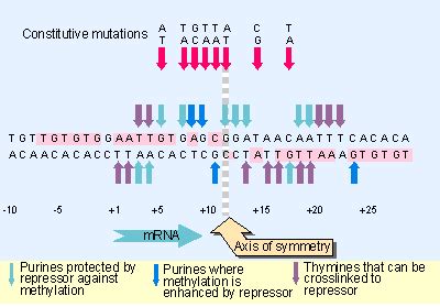 Operators Are Sequences Of Blank______ Where An Active Repressor Binds.