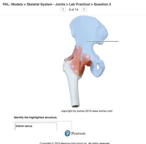 Pal Models Skeletal System Joints Quiz