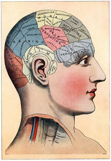 Phrenology Highlighted The Presumed Functions Of