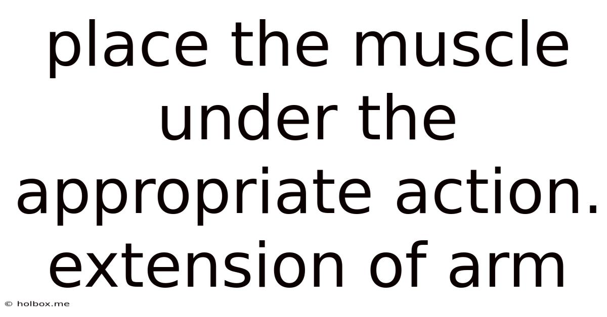 Place The Muscle Under The Appropriate Action. Extension Of Arm